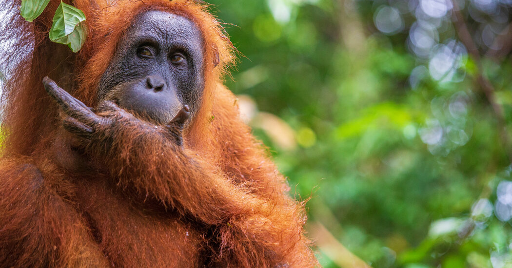 Fleeting Glimpses of Indonesia’s Endangered Orangutans